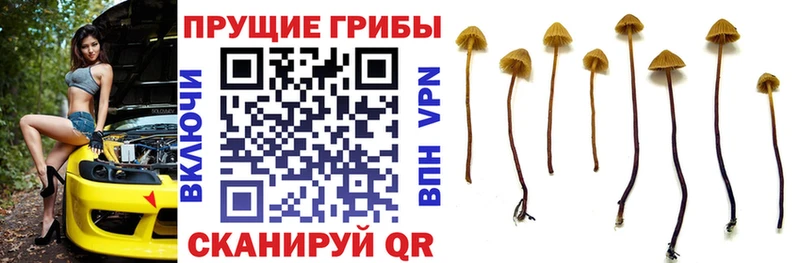 Галлюциногенные грибы Magic Shrooms  как найти наркотики  Пыталово 